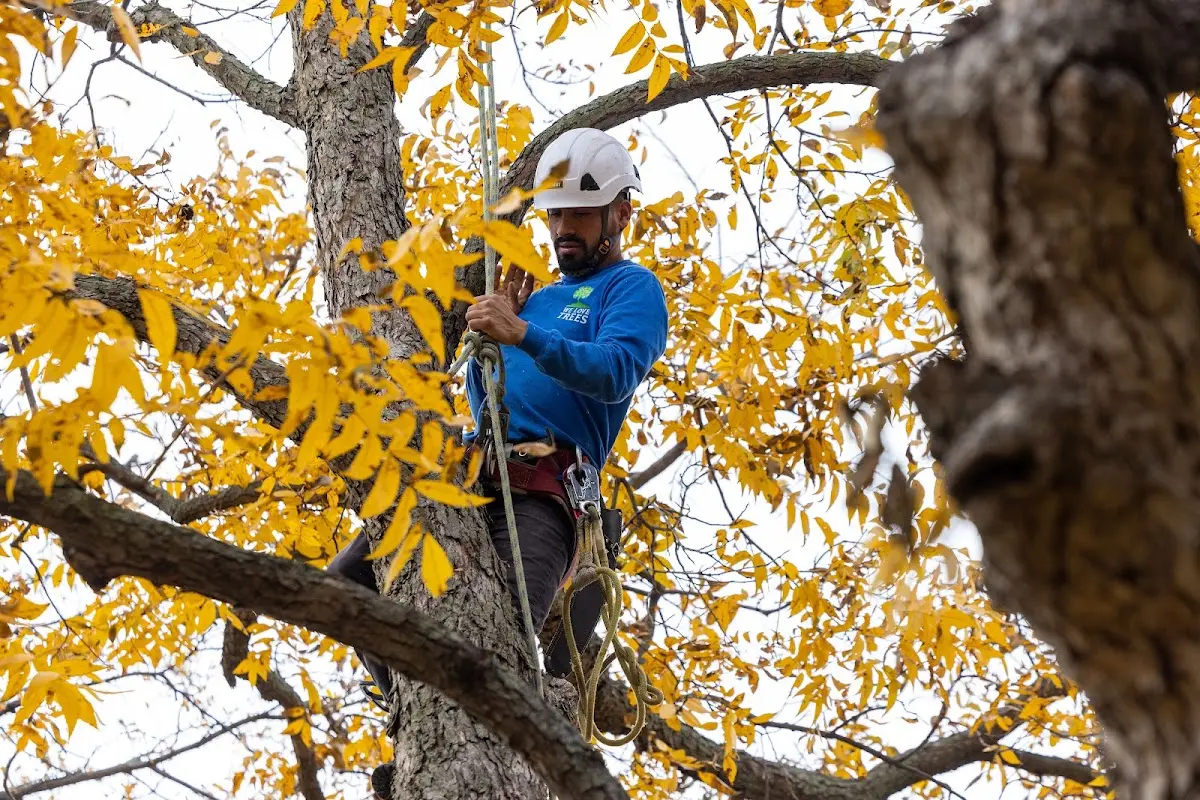 Skilled Tree Pruning crew working in Gibson City