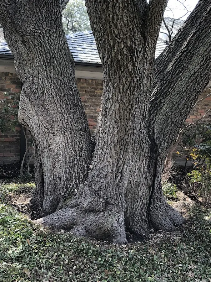 Mature heritage tree close to a Gibson City property cared for by certified arborists